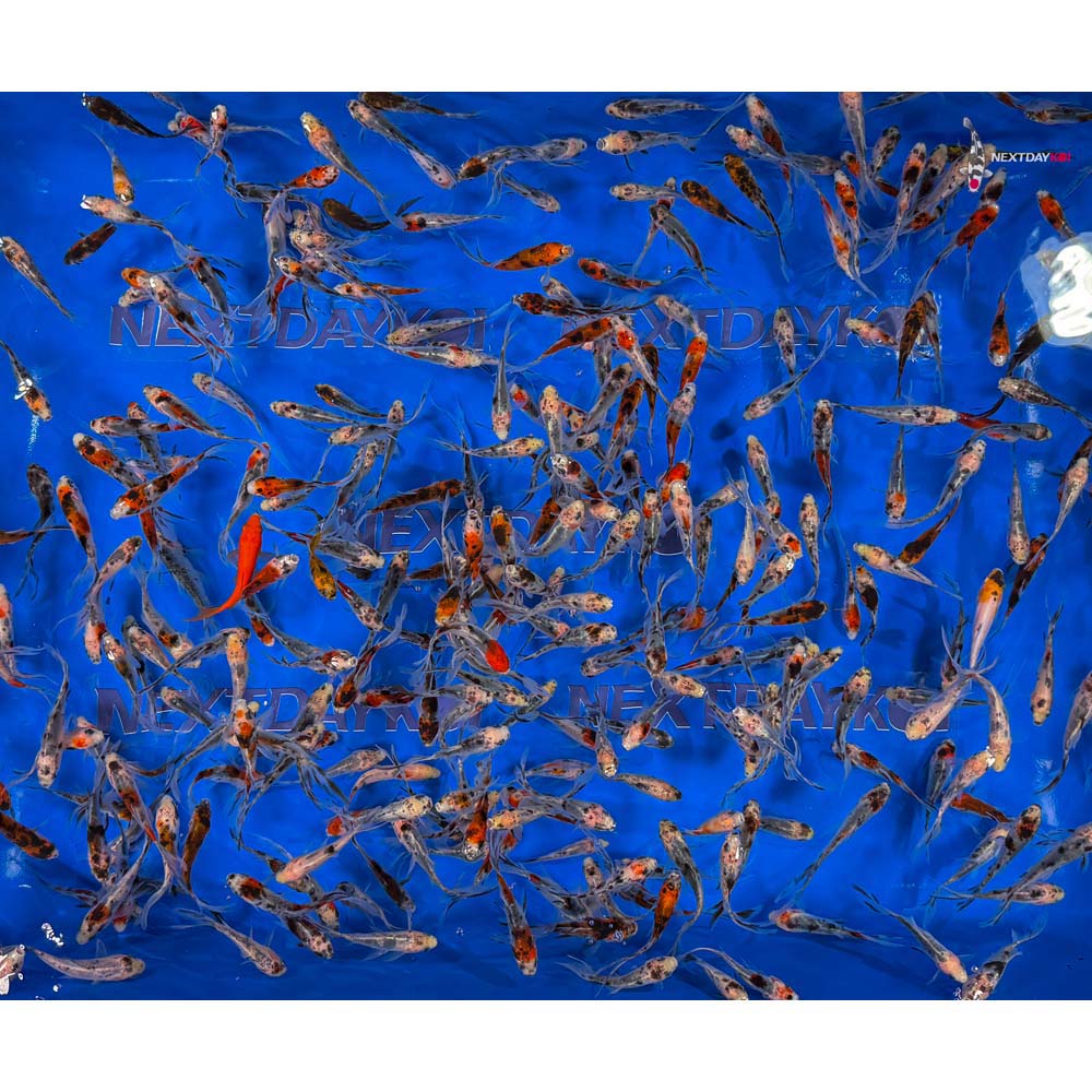 2-3" Imported Shubunkin Goldfish - Image 3