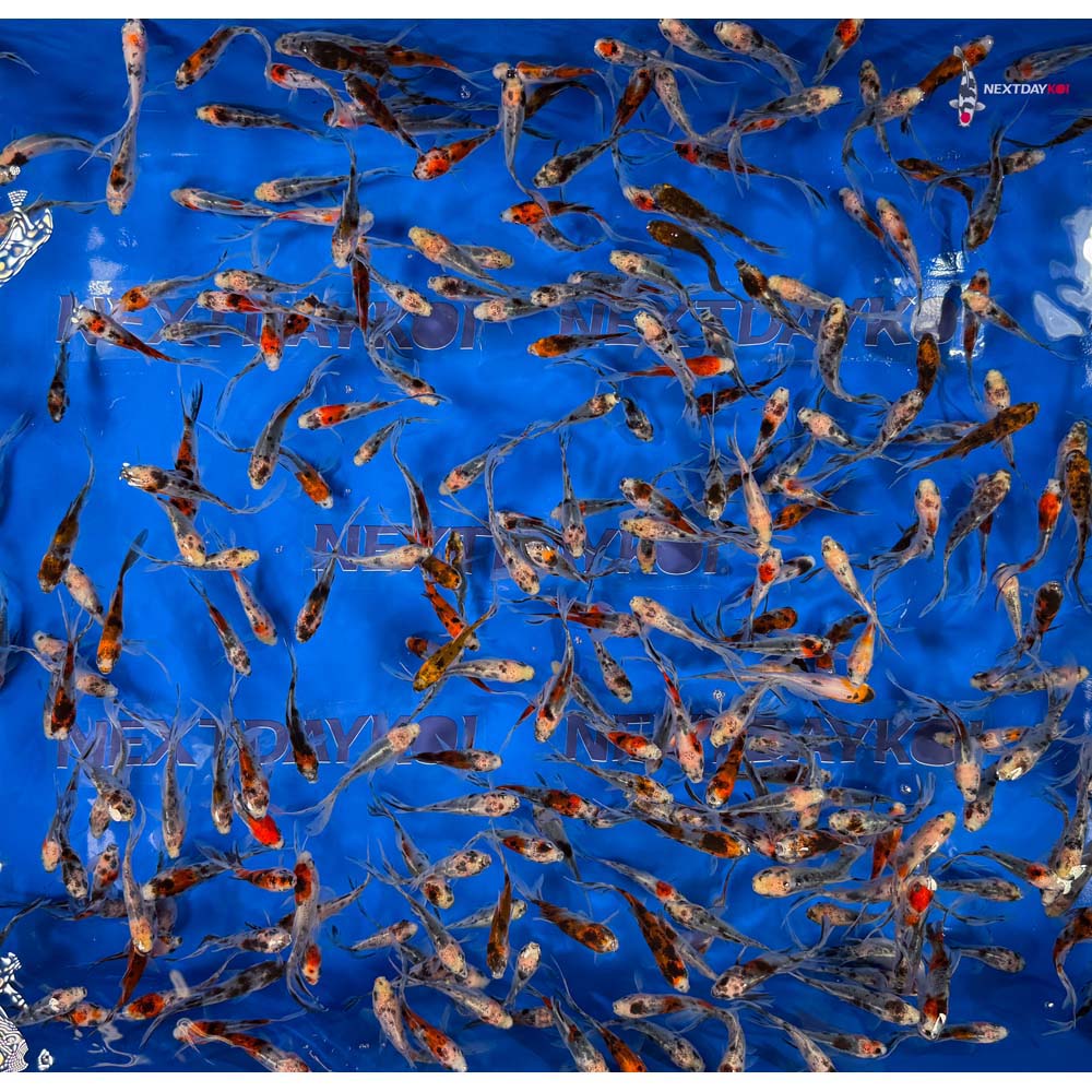2-3" Imported Shubunkin Goldfish