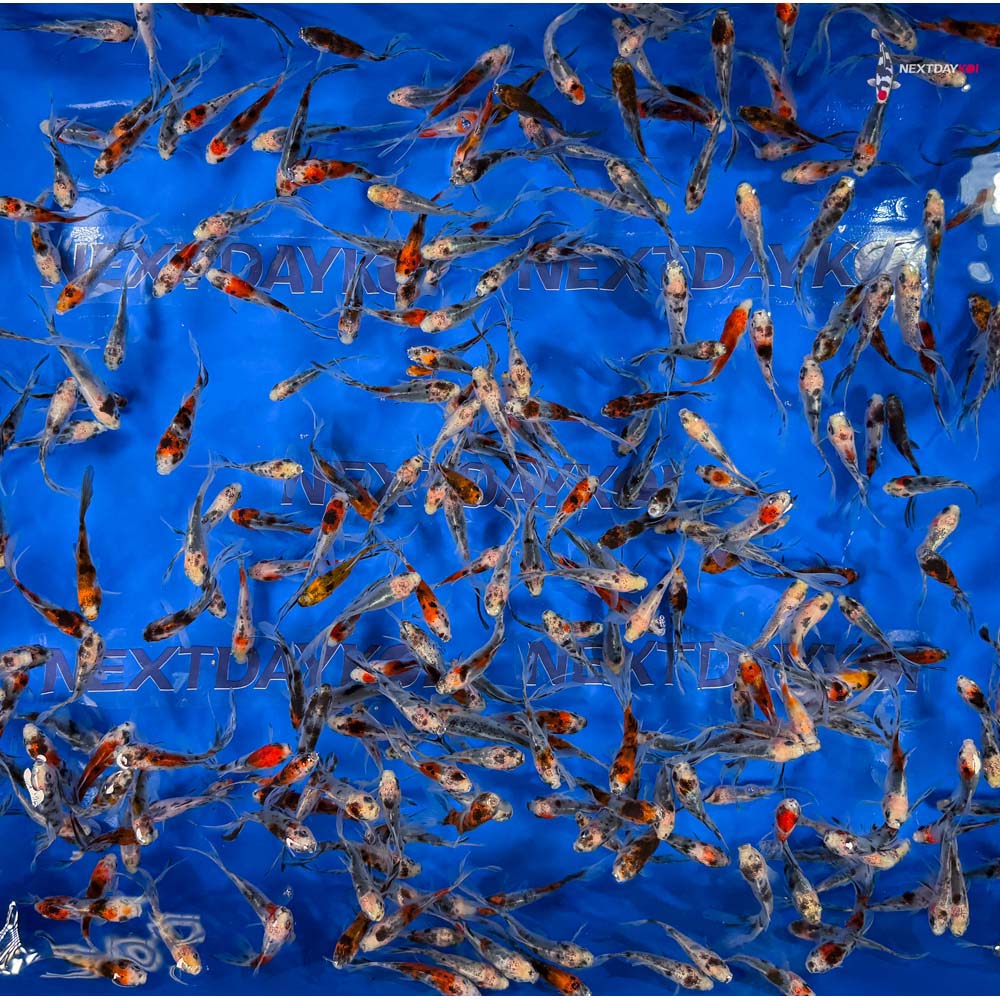 2-3" Imported Shubunkin Goldfish - Image 5
