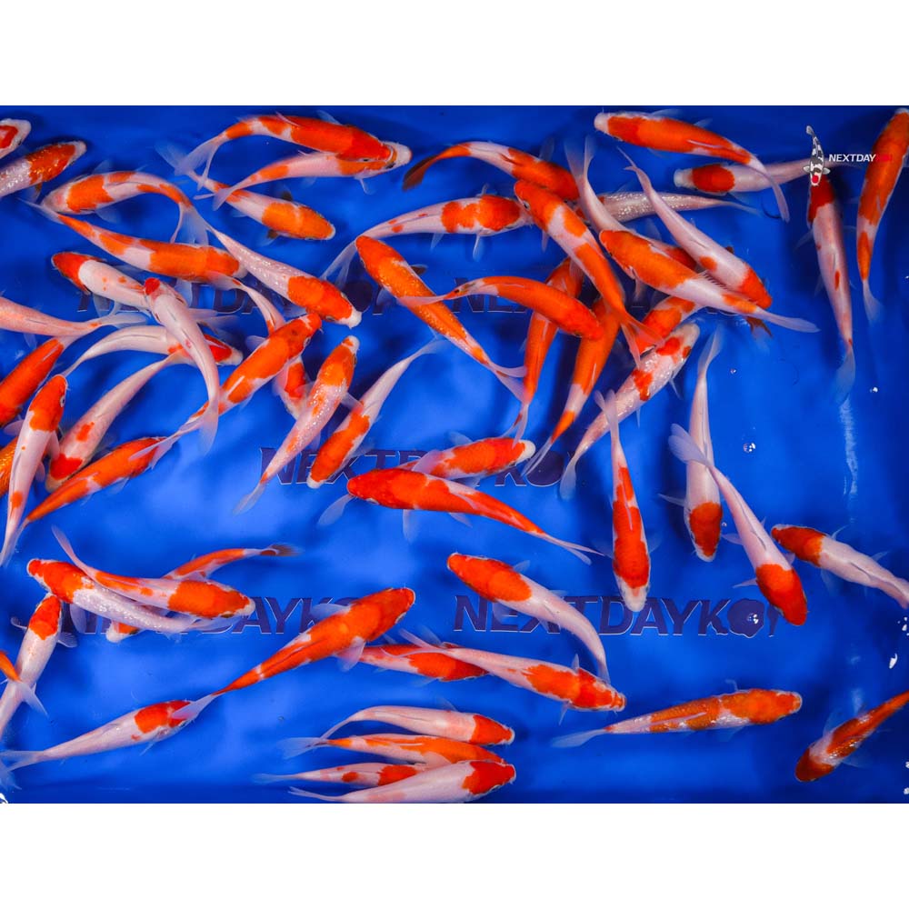 Imported Kohaku Koi Mix - Image 14