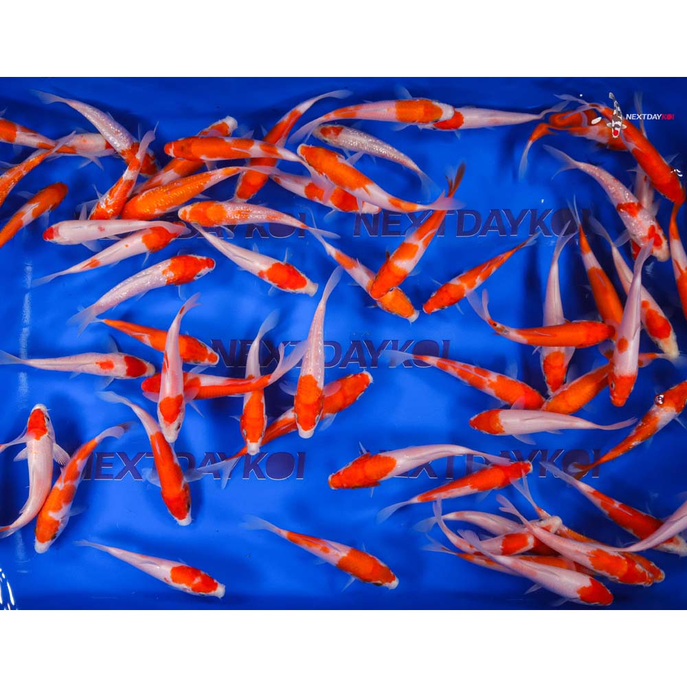 Imported Kohaku Koi Mix - Image 8