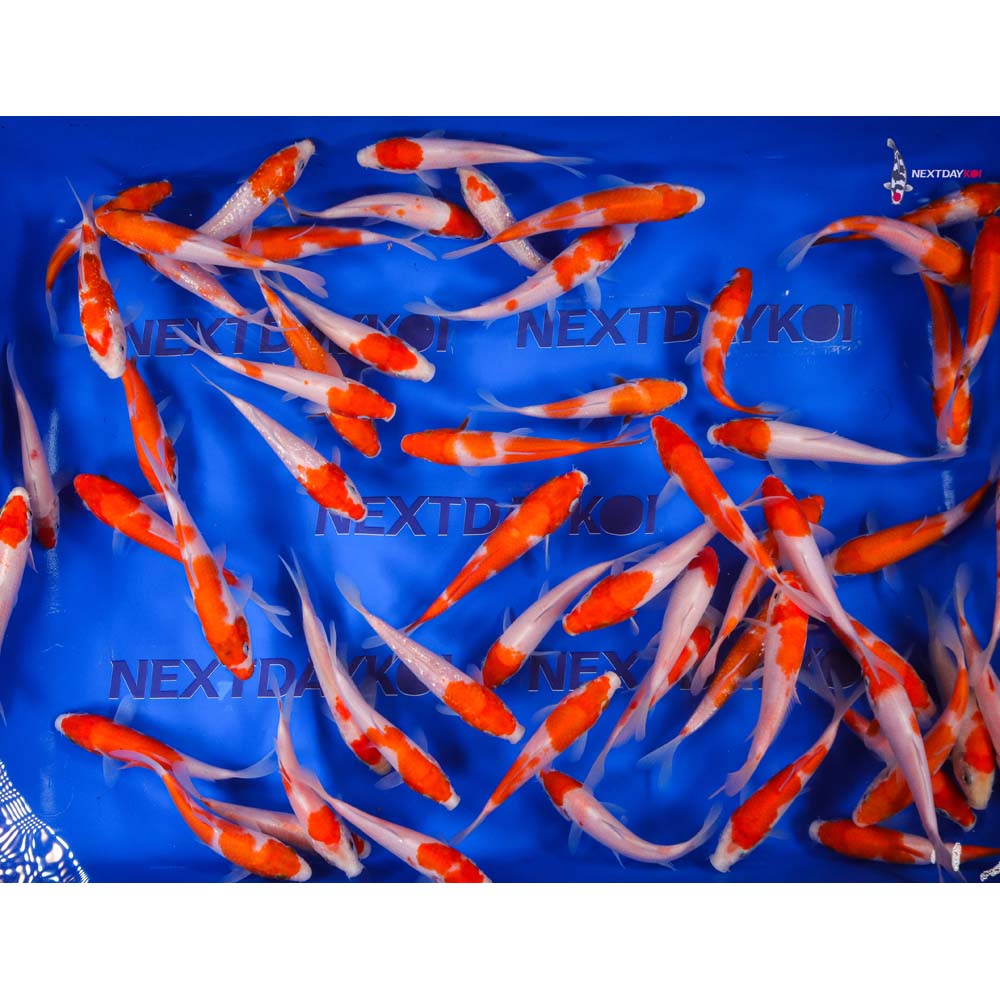 Imported Kohaku Koi Mix - Image 12
