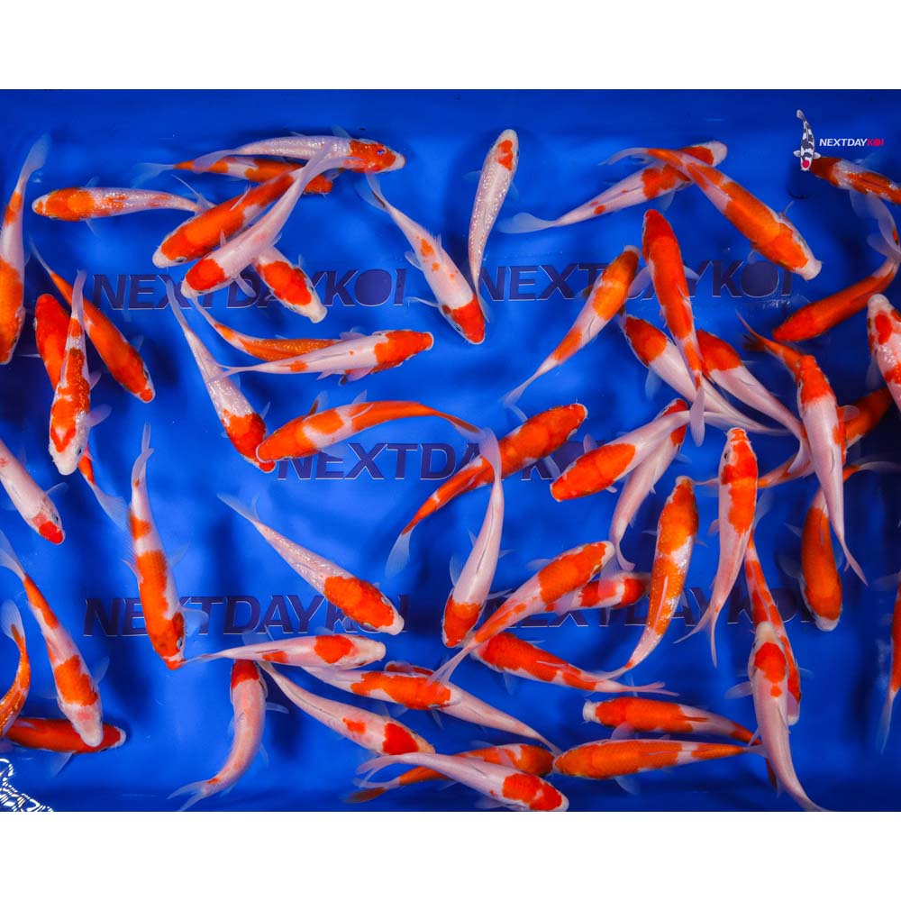 Imported Kohaku Koi Mix - Image 10