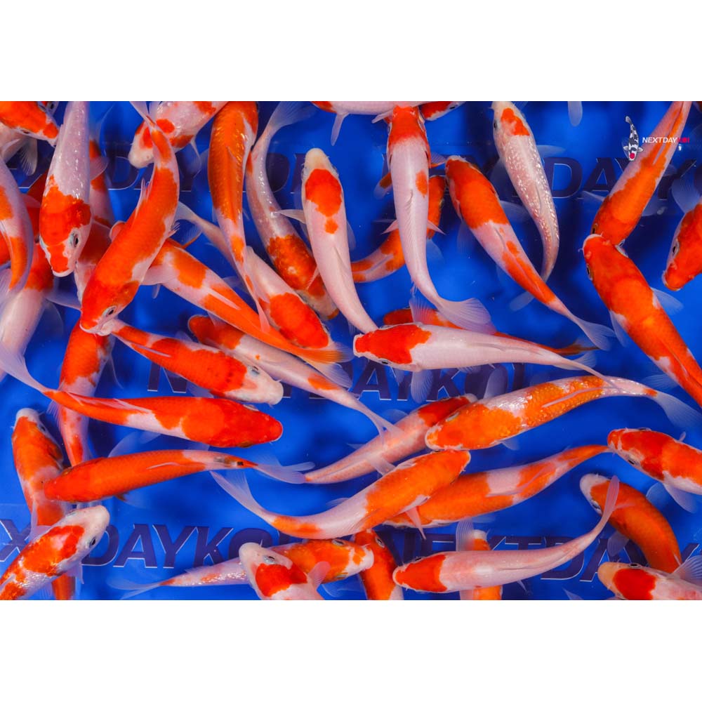 Imported Kohaku Koi Mix - Image 11