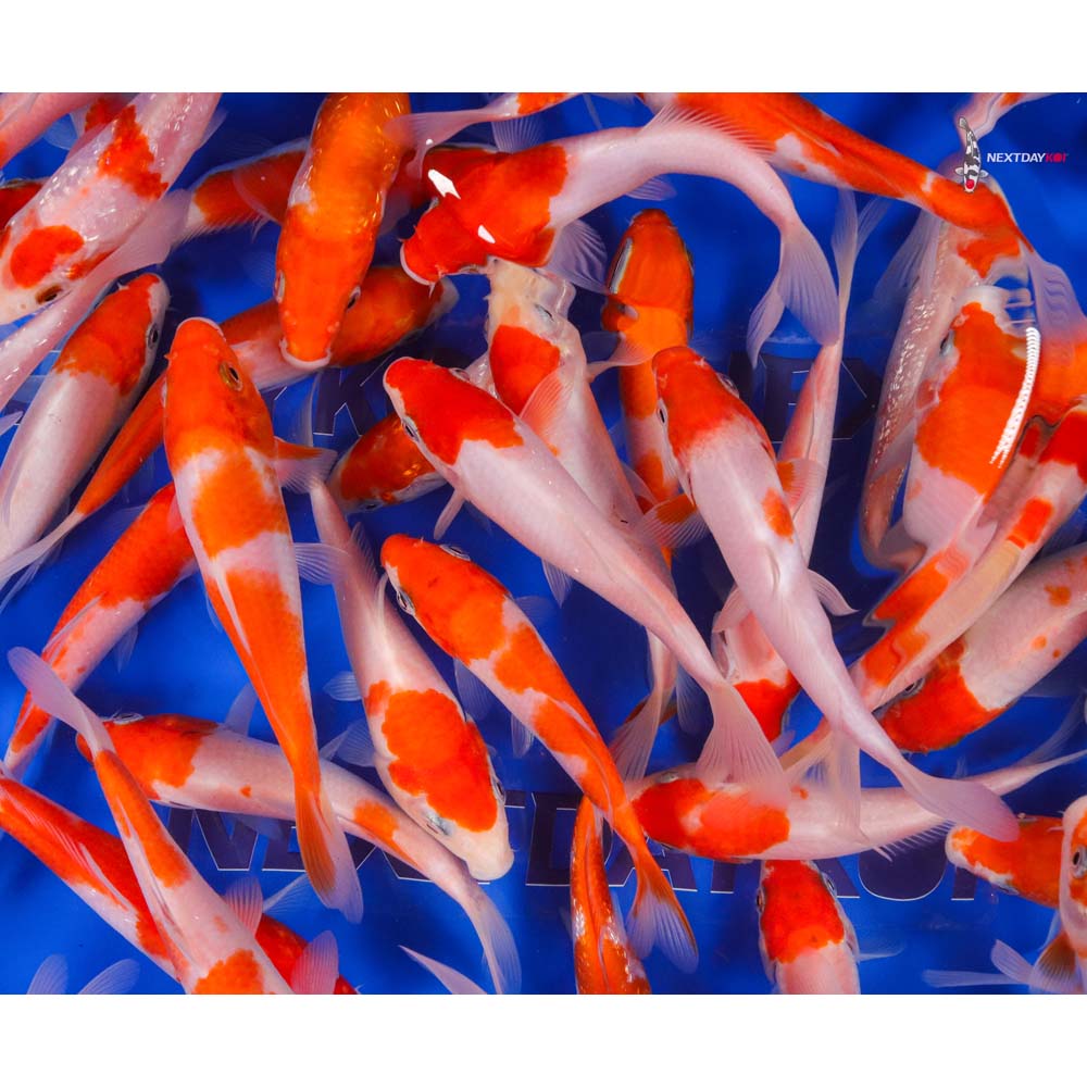 Imported Kohaku Koi Mix - Image 9