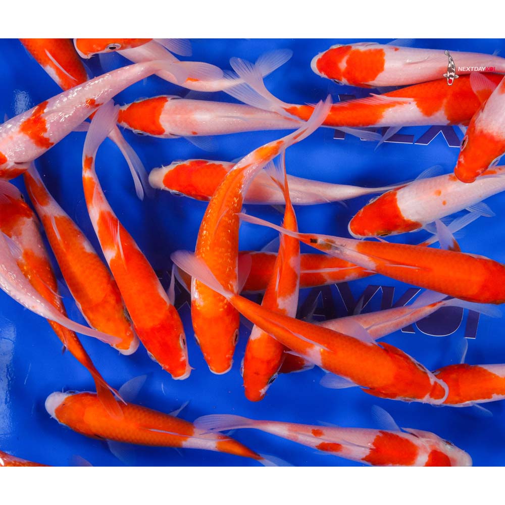 Imported Kohaku Koi Mix - Image 13