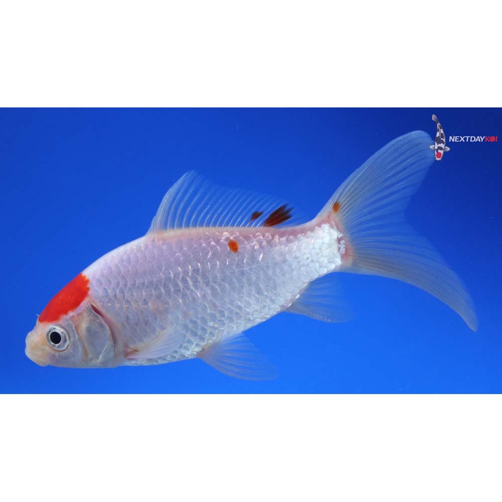 5.5” Imported Tancho Sarasa Comet
