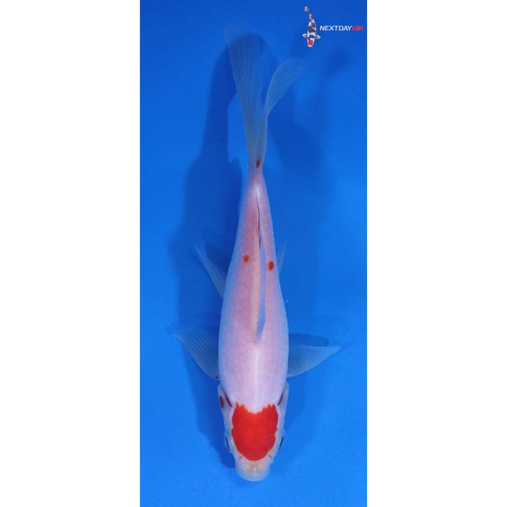 5.5” Imported Tancho Sarasa Comet