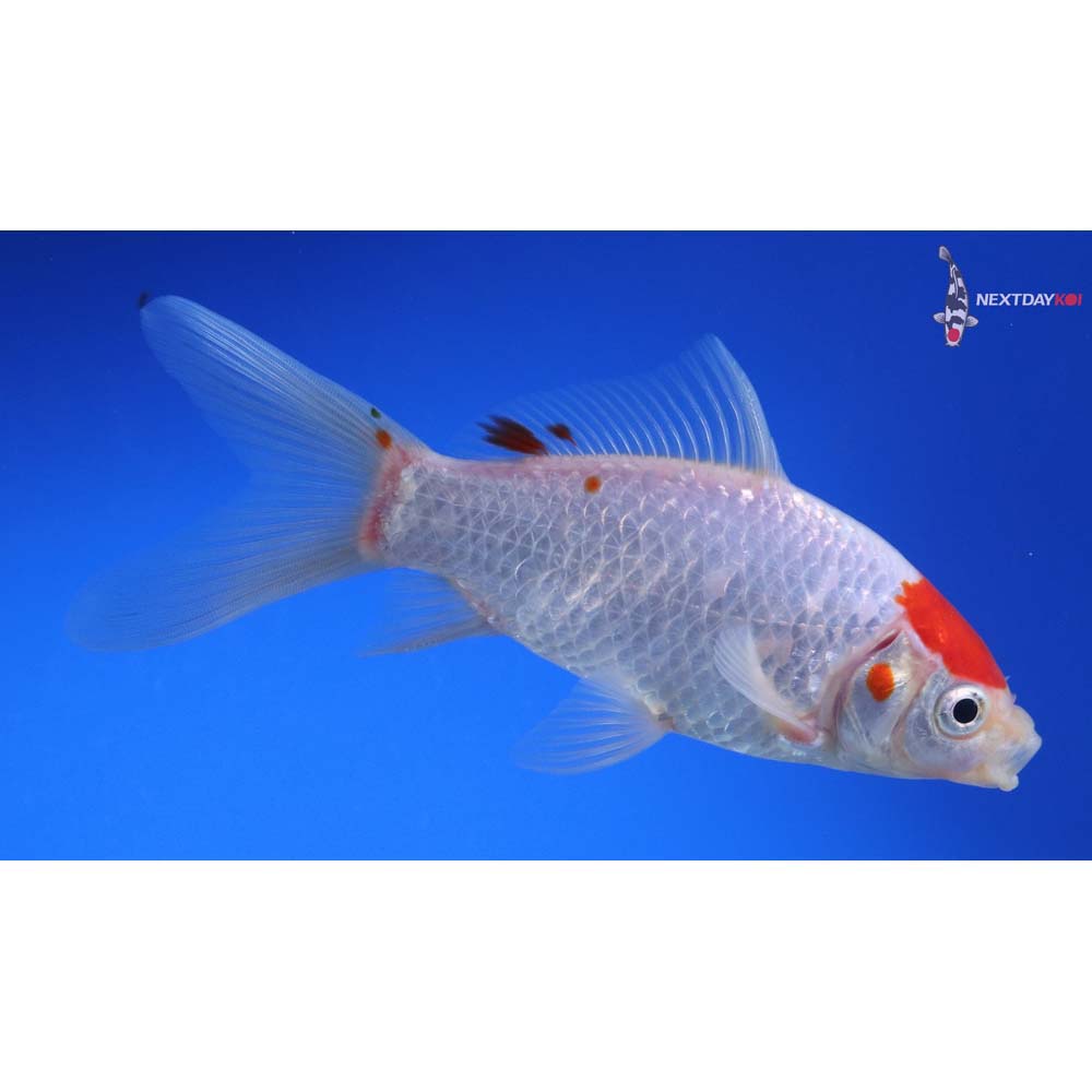 5.5” Imported Tancho Sarasa Comet