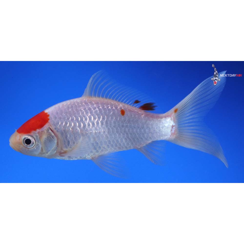 5.5” Imported Tancho Sarasa Comet