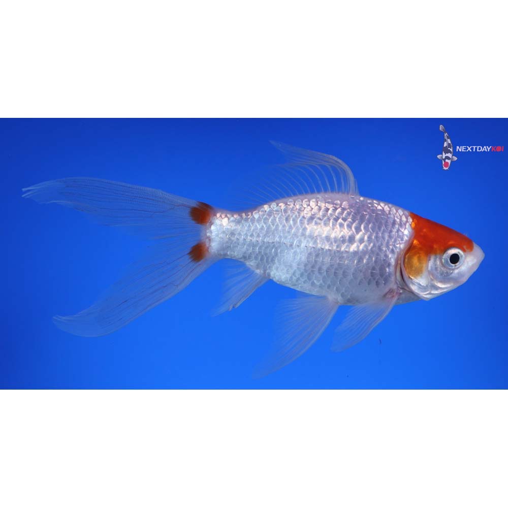 6” Imported Tancho Sarasa Comet