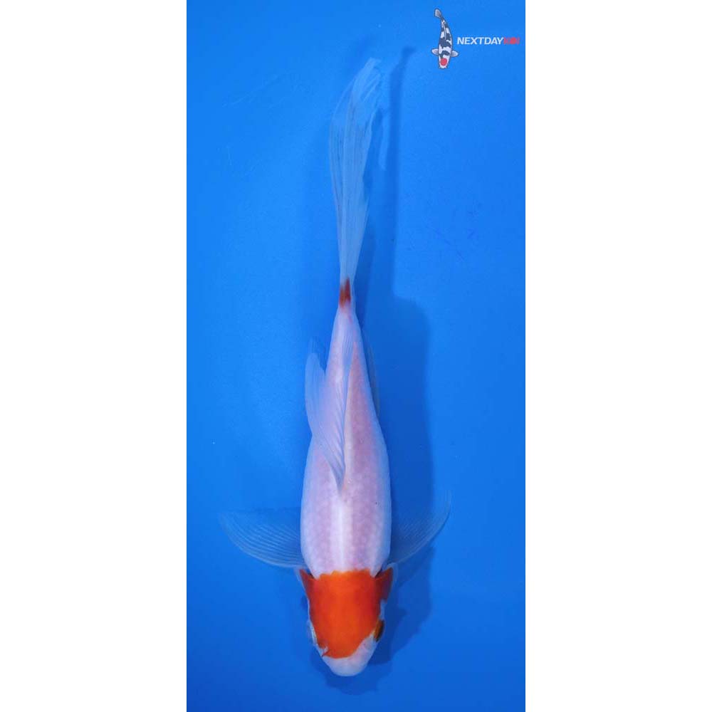 6” Imported Tancho Sarasa Comet