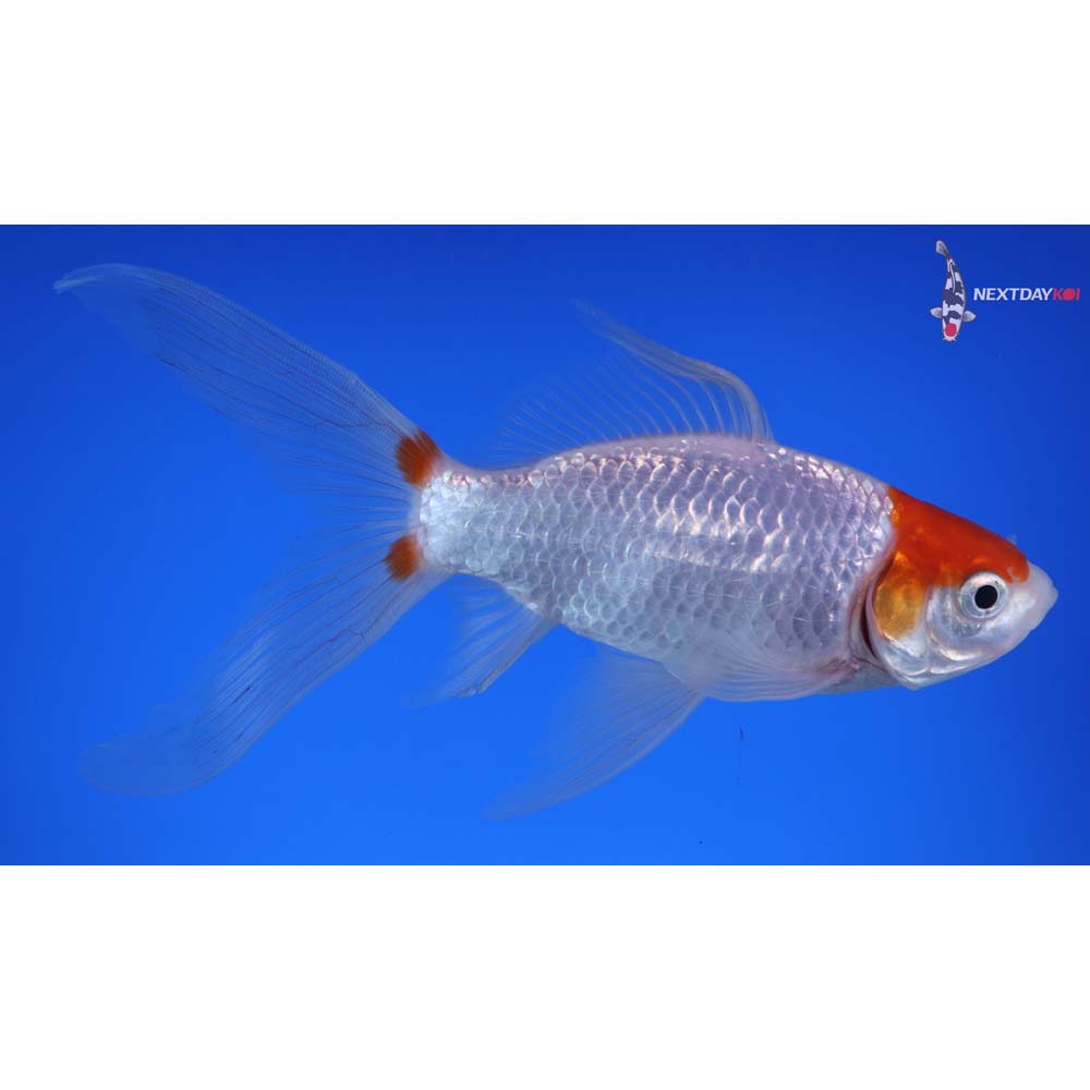 6” Imported Tancho Sarasa Comet