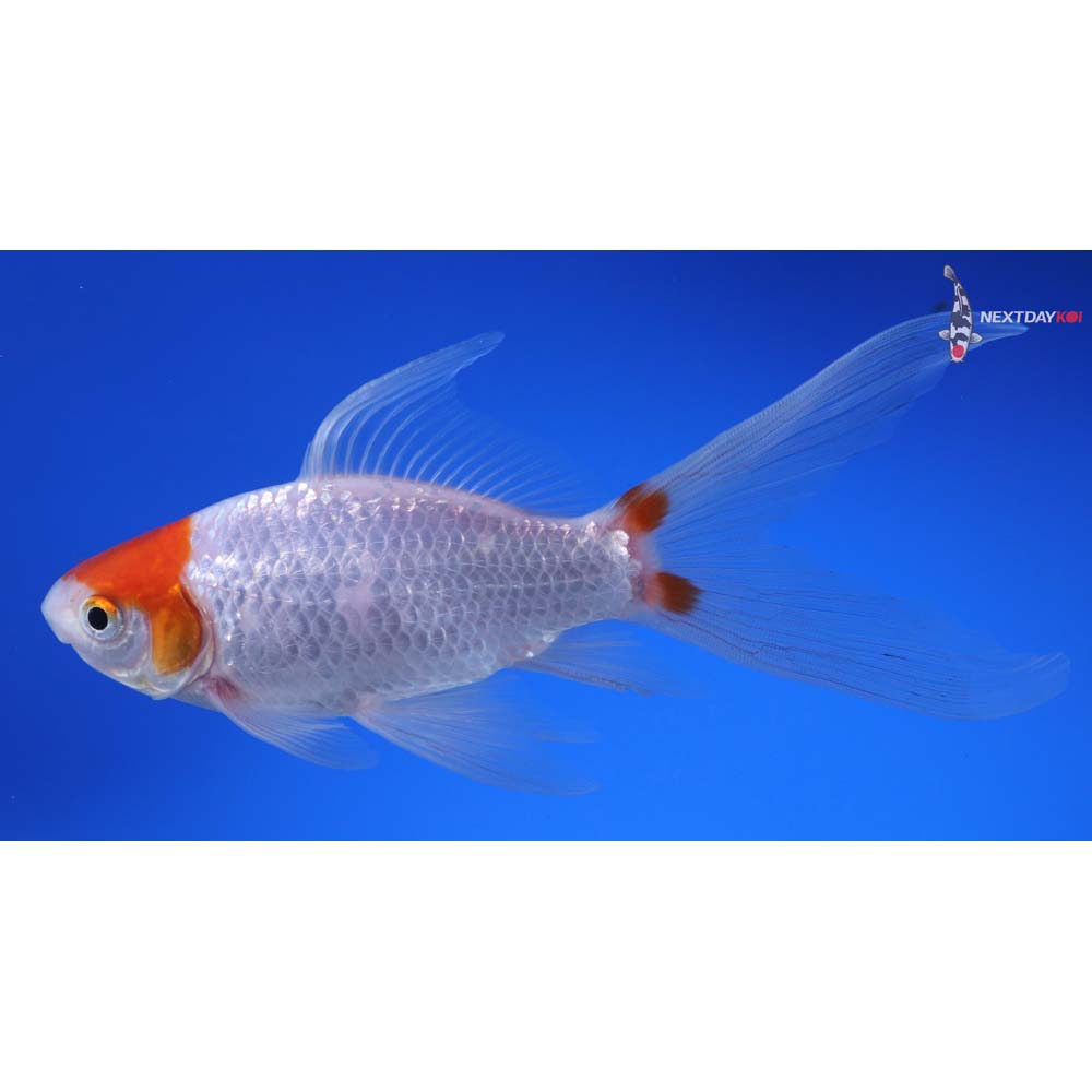 6” Imported Tancho Sarasa Comet
