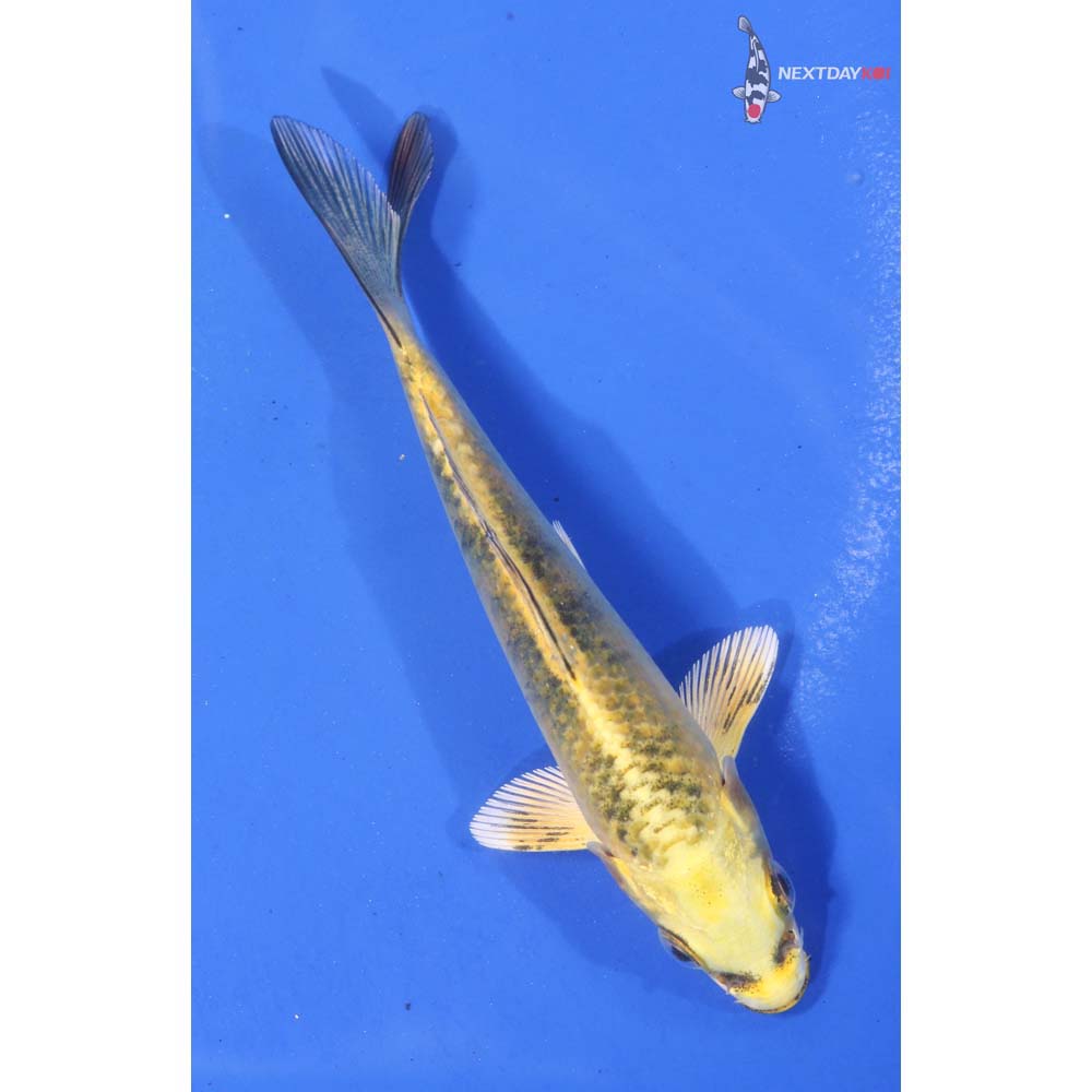 4.5” Imported Ki Bekko