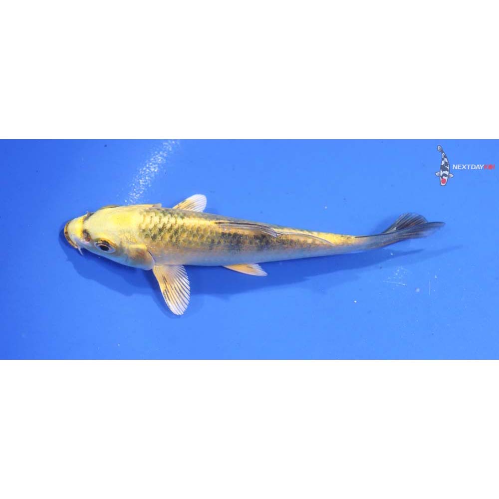 4.5” Imported Ki Bekko