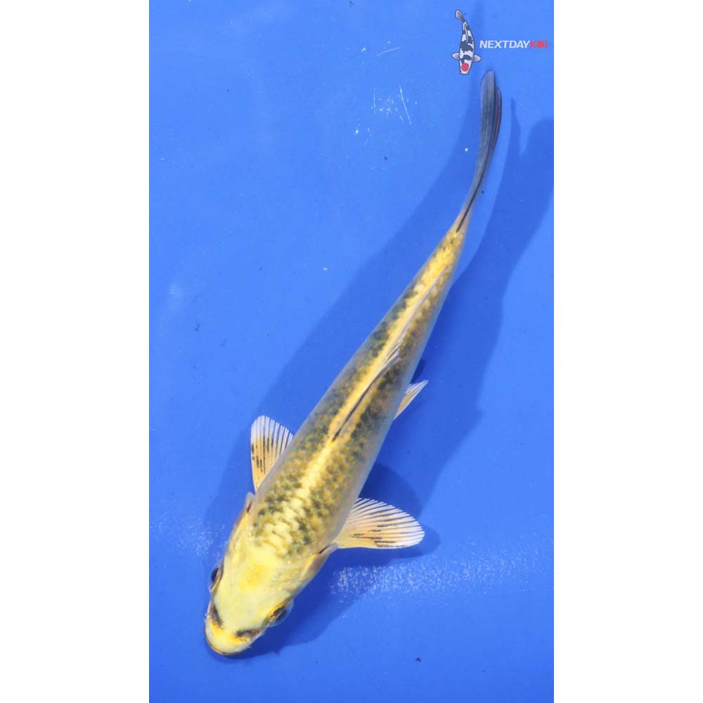 4.5” Imported Ki Bekko