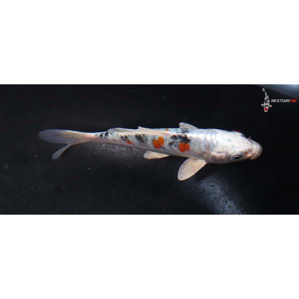 4.5” Imported Heisei Nishiki