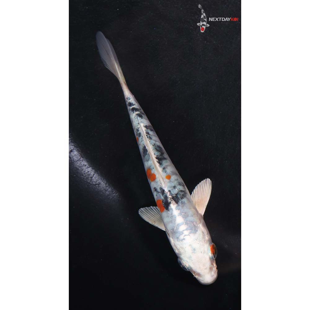 4.5” Imported Heisei Nishiki