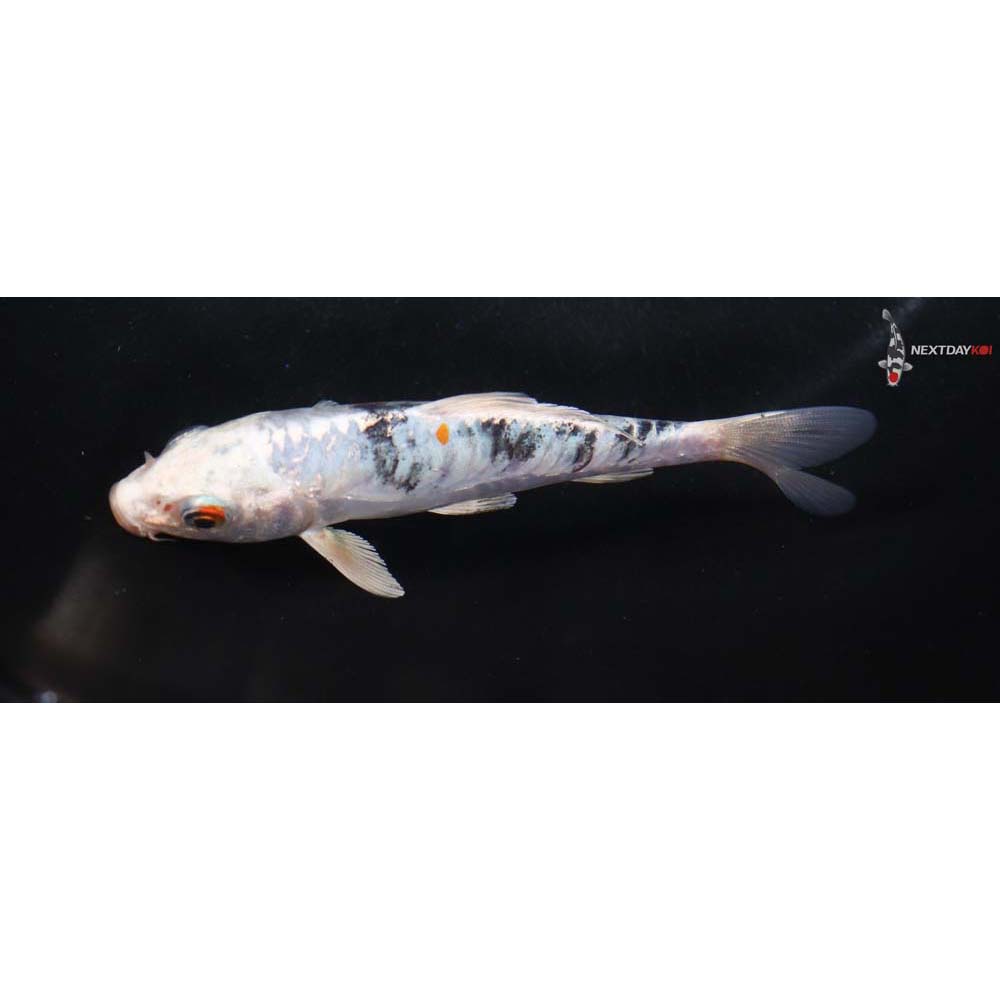 4.5” Imported Heisei Nishiki