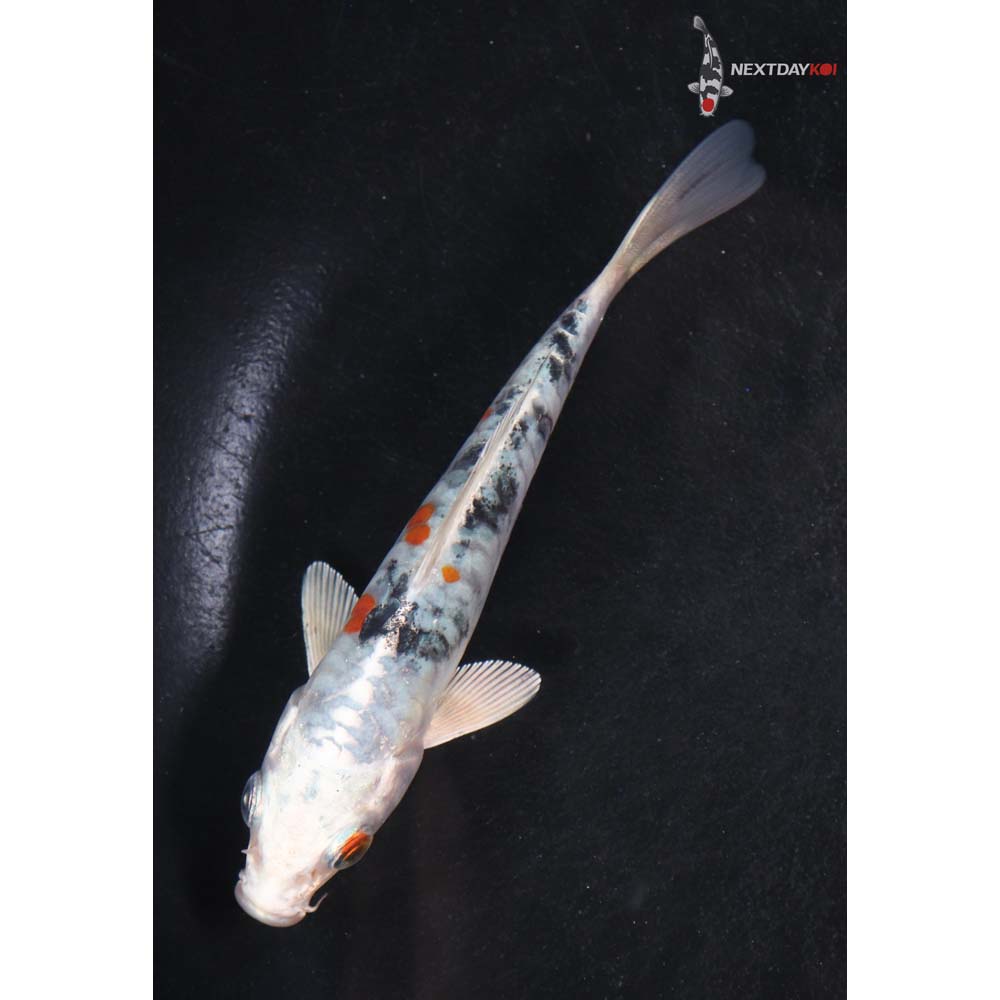 4.5” Imported Heisei Nishiki