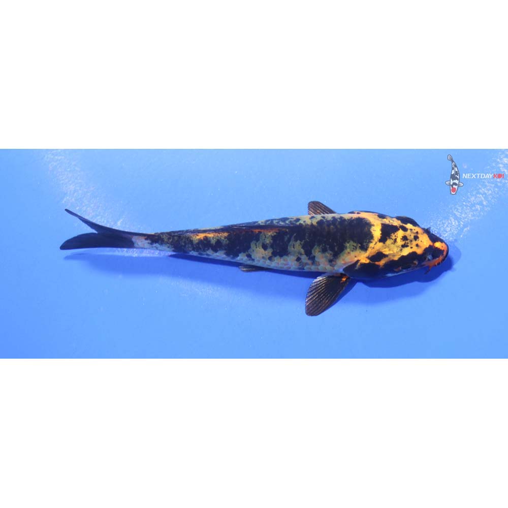 4.5” Imported Kin Ki Utsuri