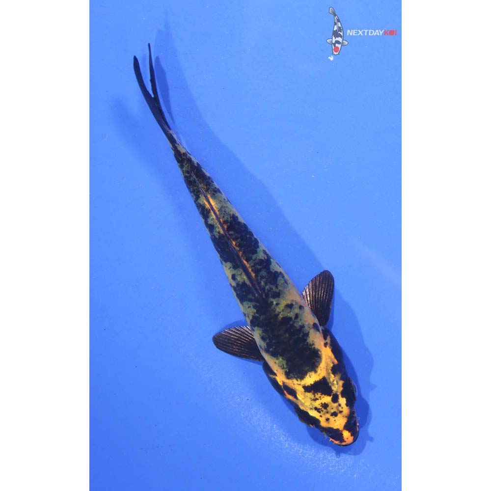 4.5” Imported Kin Ki Utsuri
