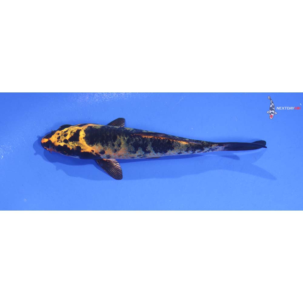 4.5” Imported Kin Ki Utsuri