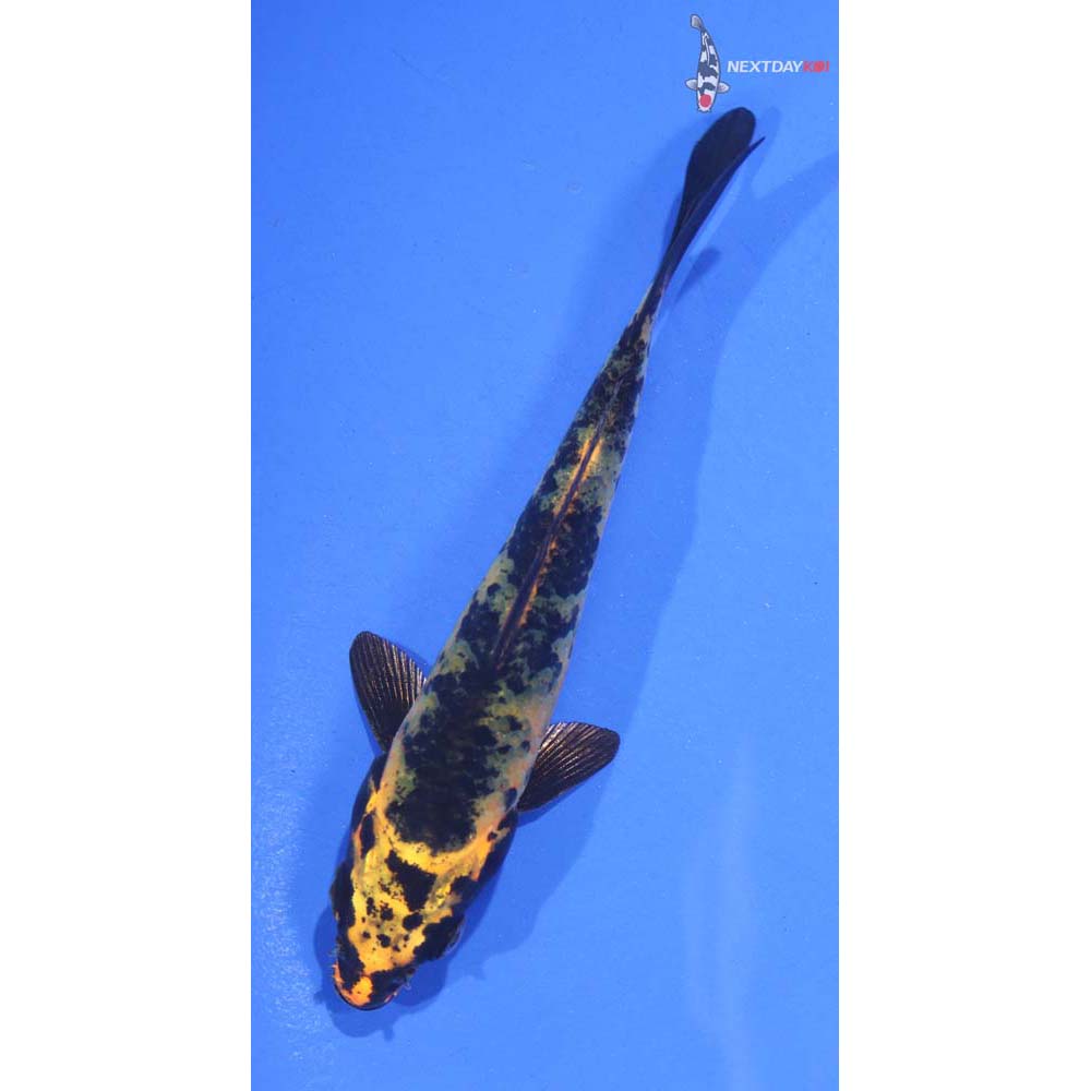 4.5” Imported Kin Ki Utsuri