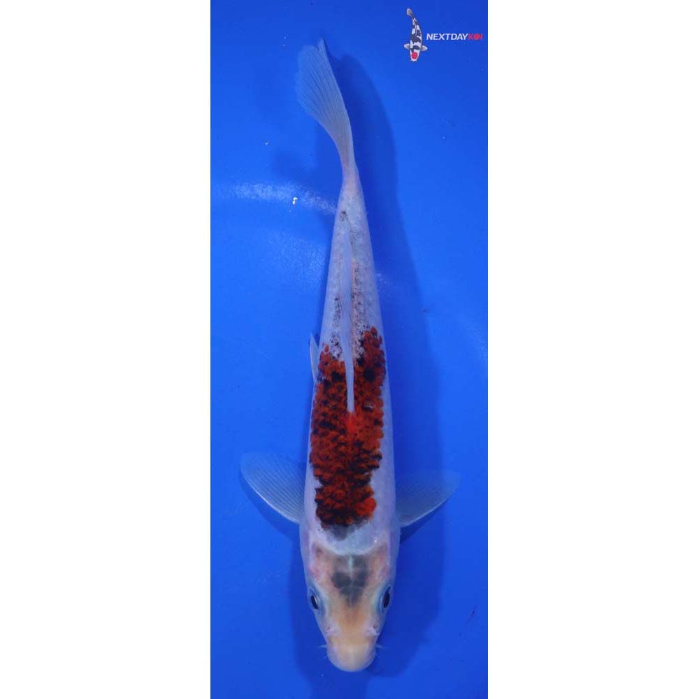 6.5” Imported Goshiki