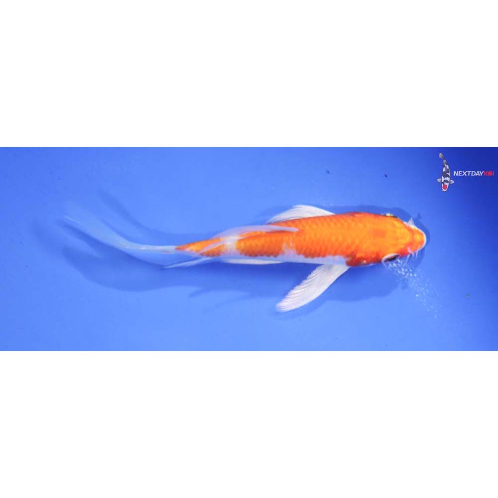 4” Imported Hariwake Butterfly Koi