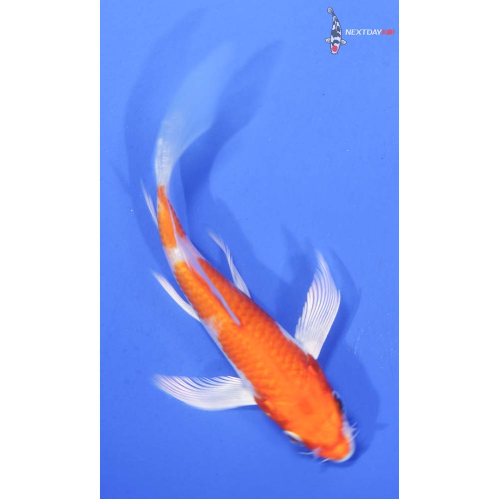 4” Imported Hariwake Butterfly Koi