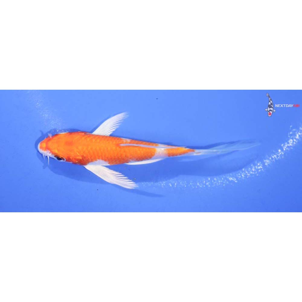4” Imported Hariwake Butterfly Koi