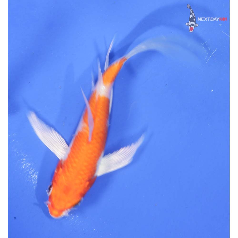4” Imported Hariwake Butterfly Koi