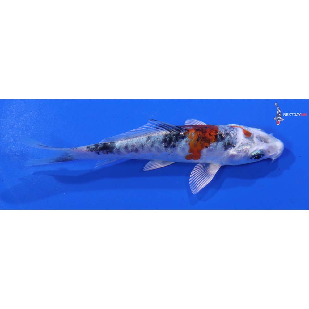 4” Imported Yarmor Scaled amato Nishiki
