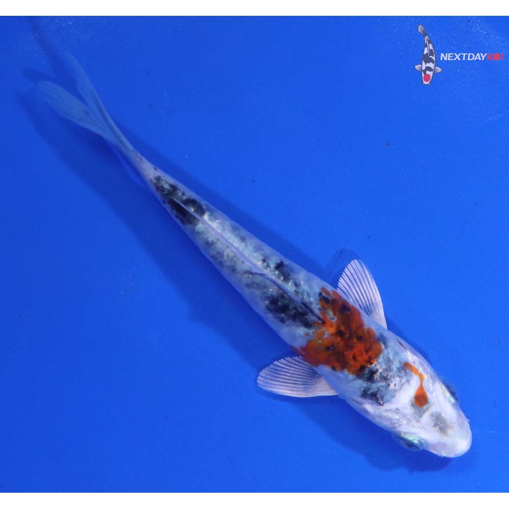 4” Imported Yarmor Scaled amato Nishiki