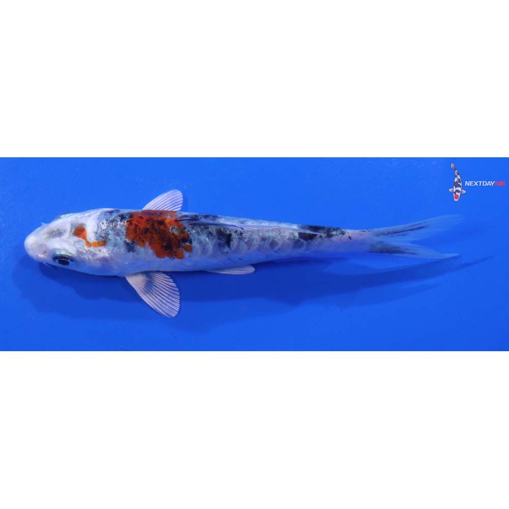 4” Imported Yarmor Scaled amato Nishiki