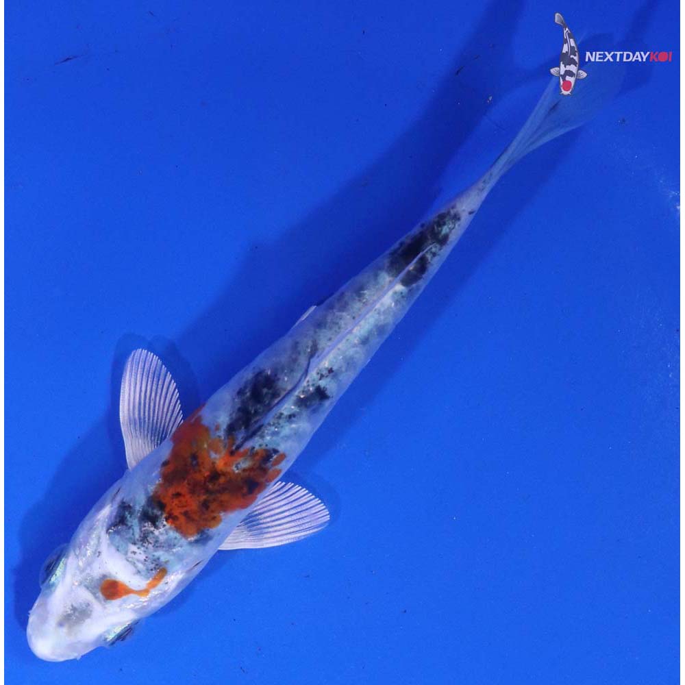 4” Imported Yarmor Scaled amato Nishiki