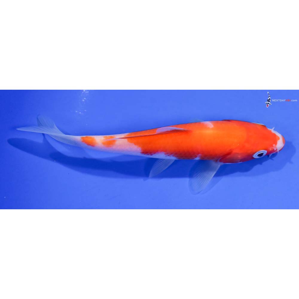 5.5” Imported Kohaku