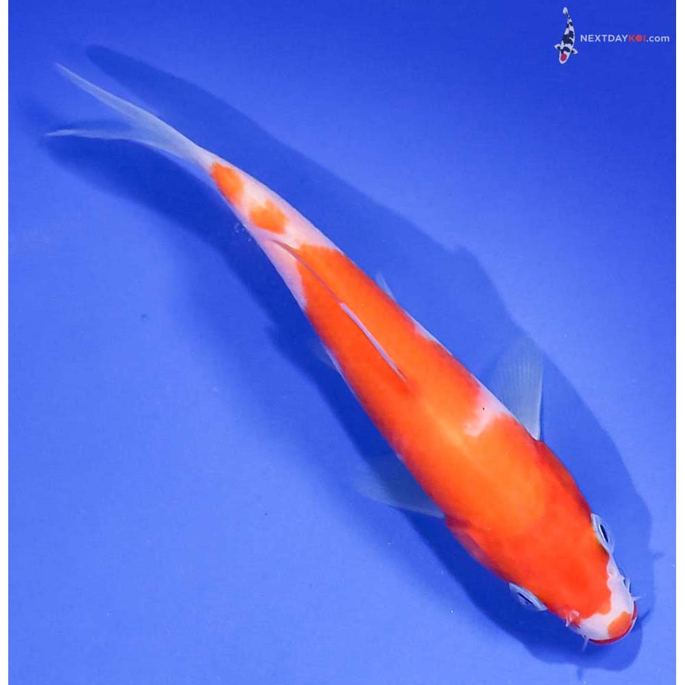 5.5” Imported Kohaku