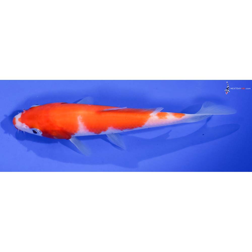 5.5” Imported Kohaku