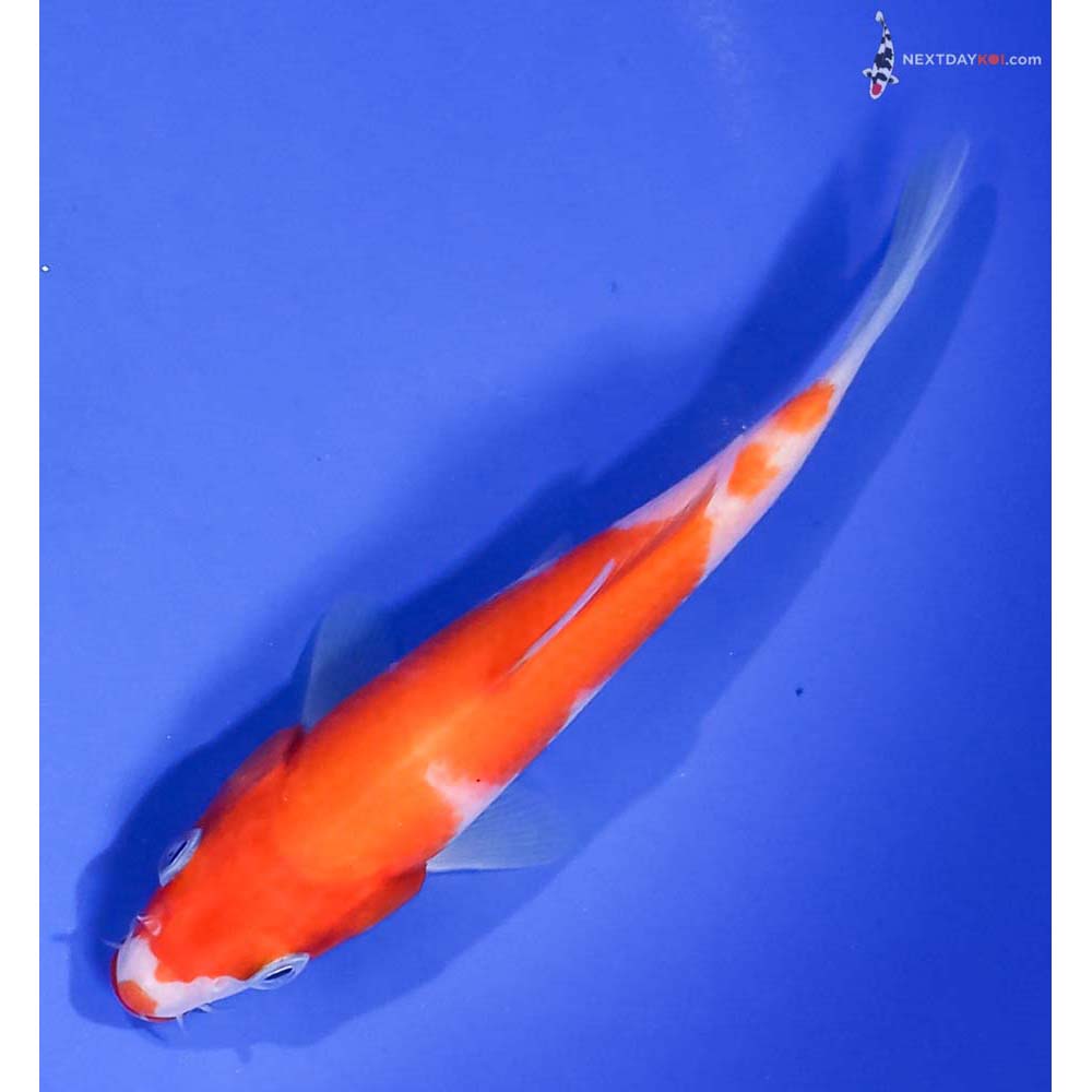 5.5” Imported Kohaku