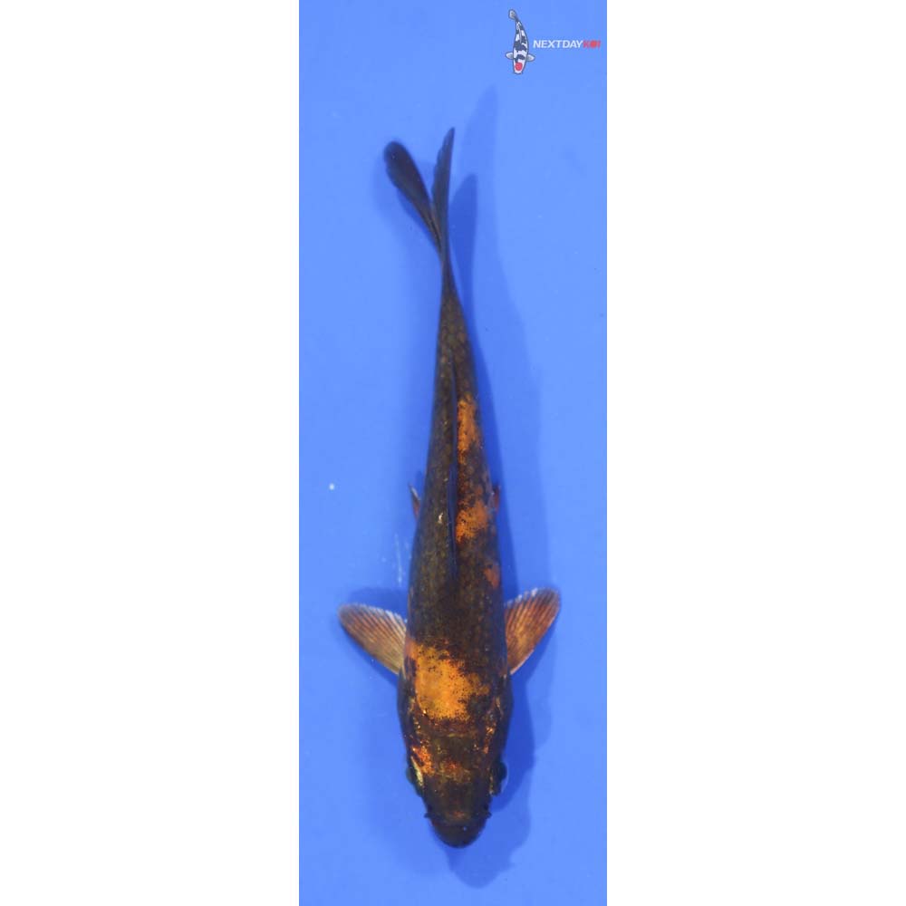 4” Imported Hi Utsuri