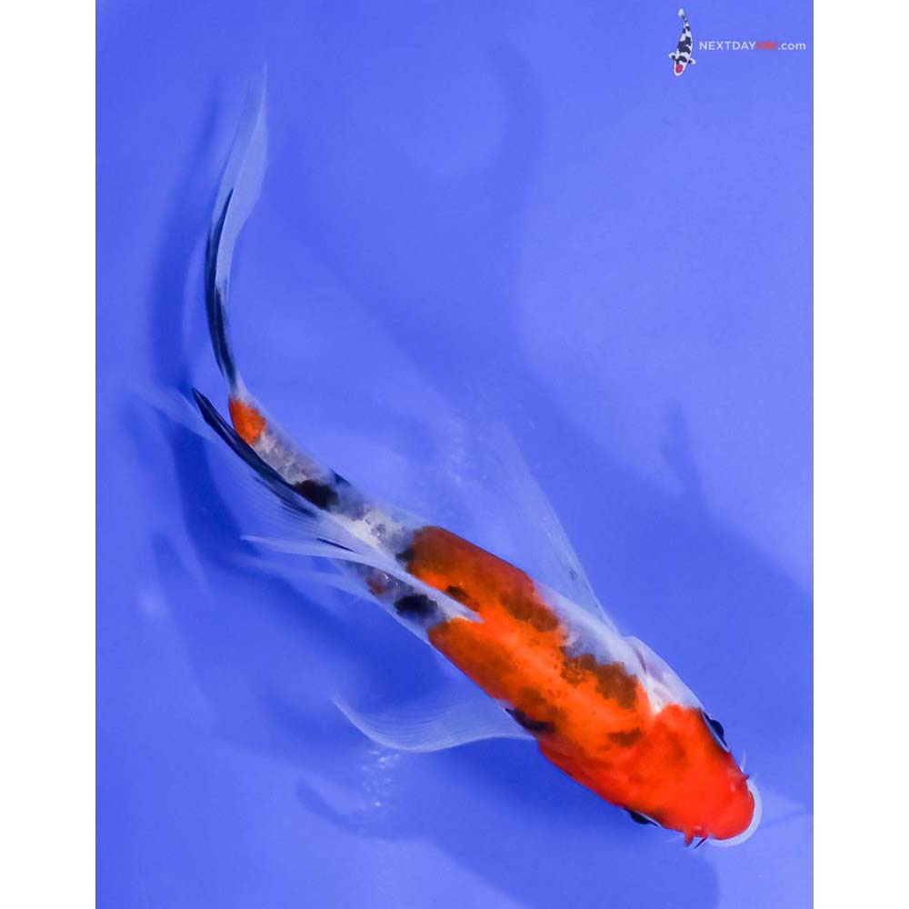 5” Imported Sanke Butterfly Koi