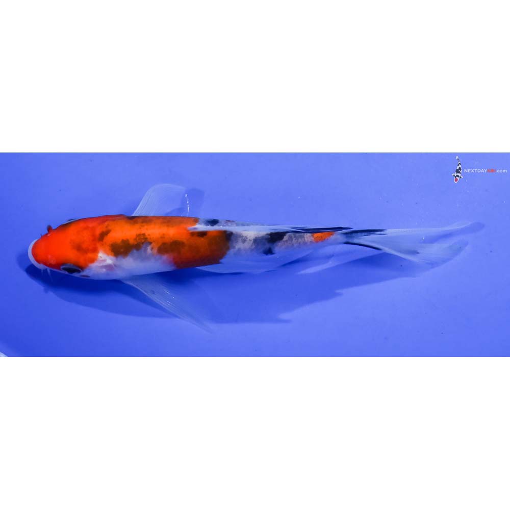 5” Imported Sanke Butterfly Koi