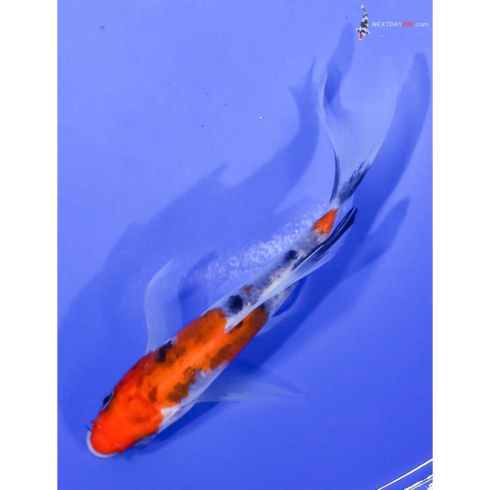 5” Imported Sanke Butterfly Koi
