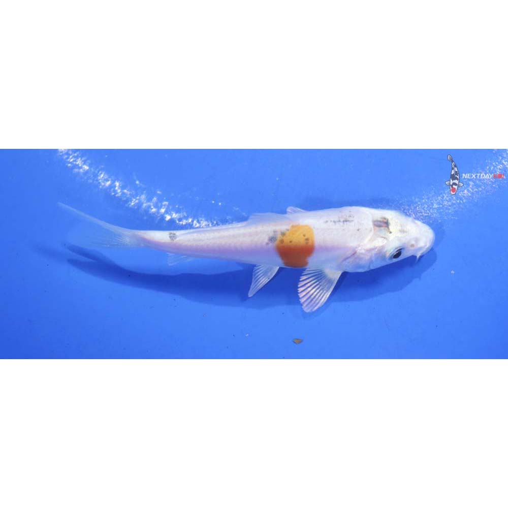 3.5” Imported Doitsu Lemon Hariwake