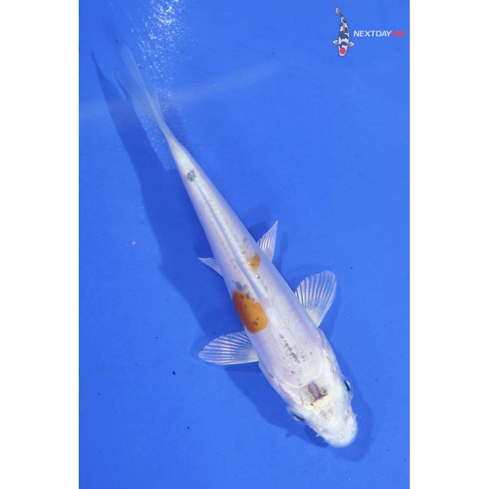 3.5” Imported Doitsu Lemon Hariwake