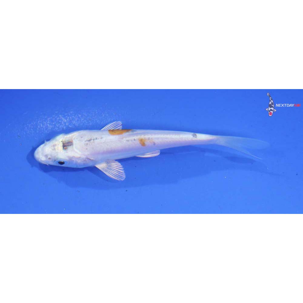 3.5” Imported Doitsu Lemon Hariwake
