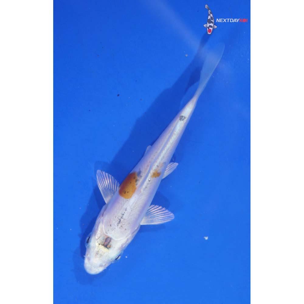 3.5” Imported Doitsu Lemon Hariwake